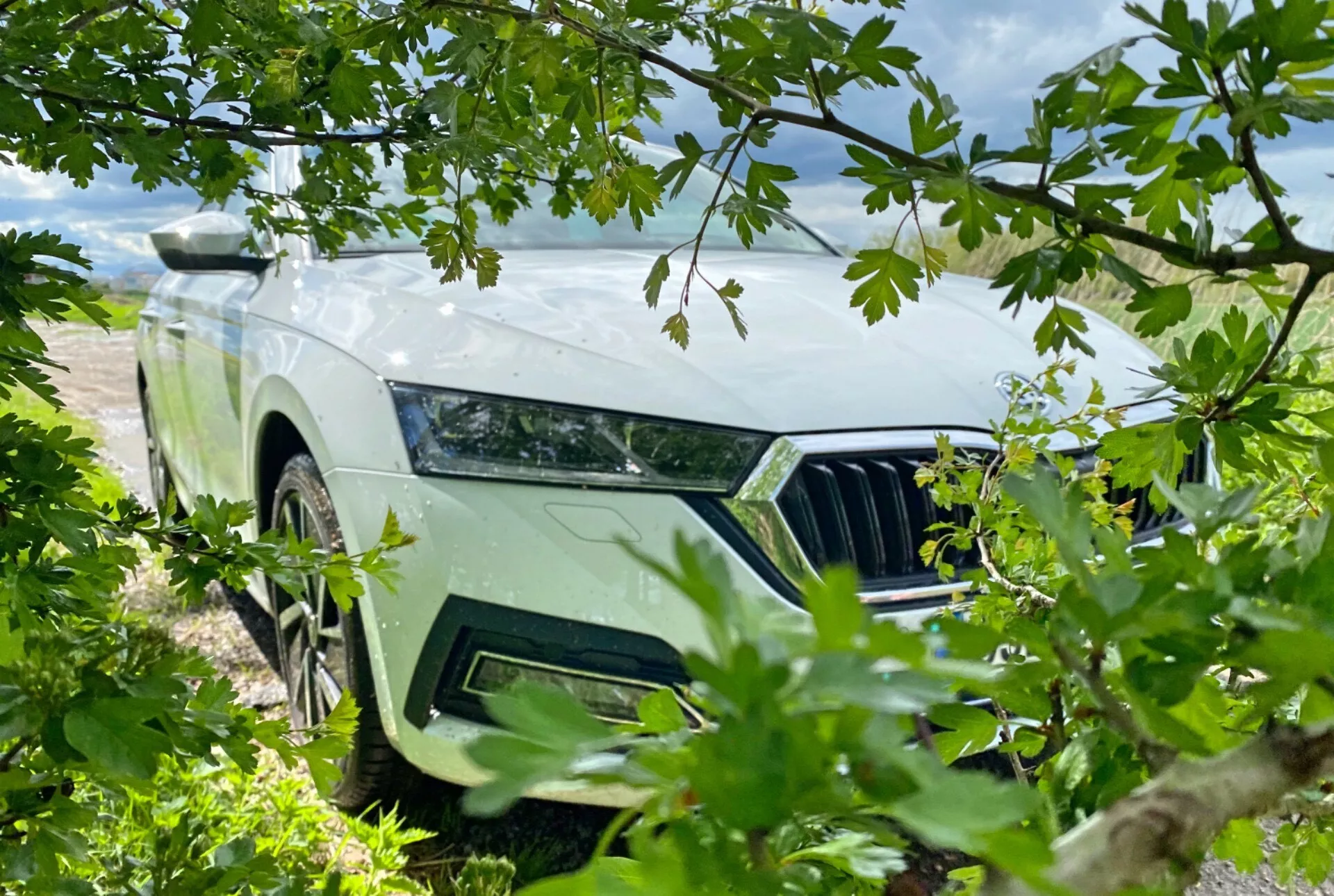 Une photo en contre-plongée se focalisant sur le côté avant gauche d'une Skoda Octavia Limousine 2020, partiellement cachée par le feuillage. L'image met en évidence le phare gauche élégant, la calandre avant à lamelles verticales et la roue en alliage avec un motif moderne de la voiture. L'encadrement naturel avec des feuilles et des branches suggère un thème extérieur ou axé sur la nature, avec la couleur claire de la voiture contrastant avec la verdure et un ciel partiellement nuageux.